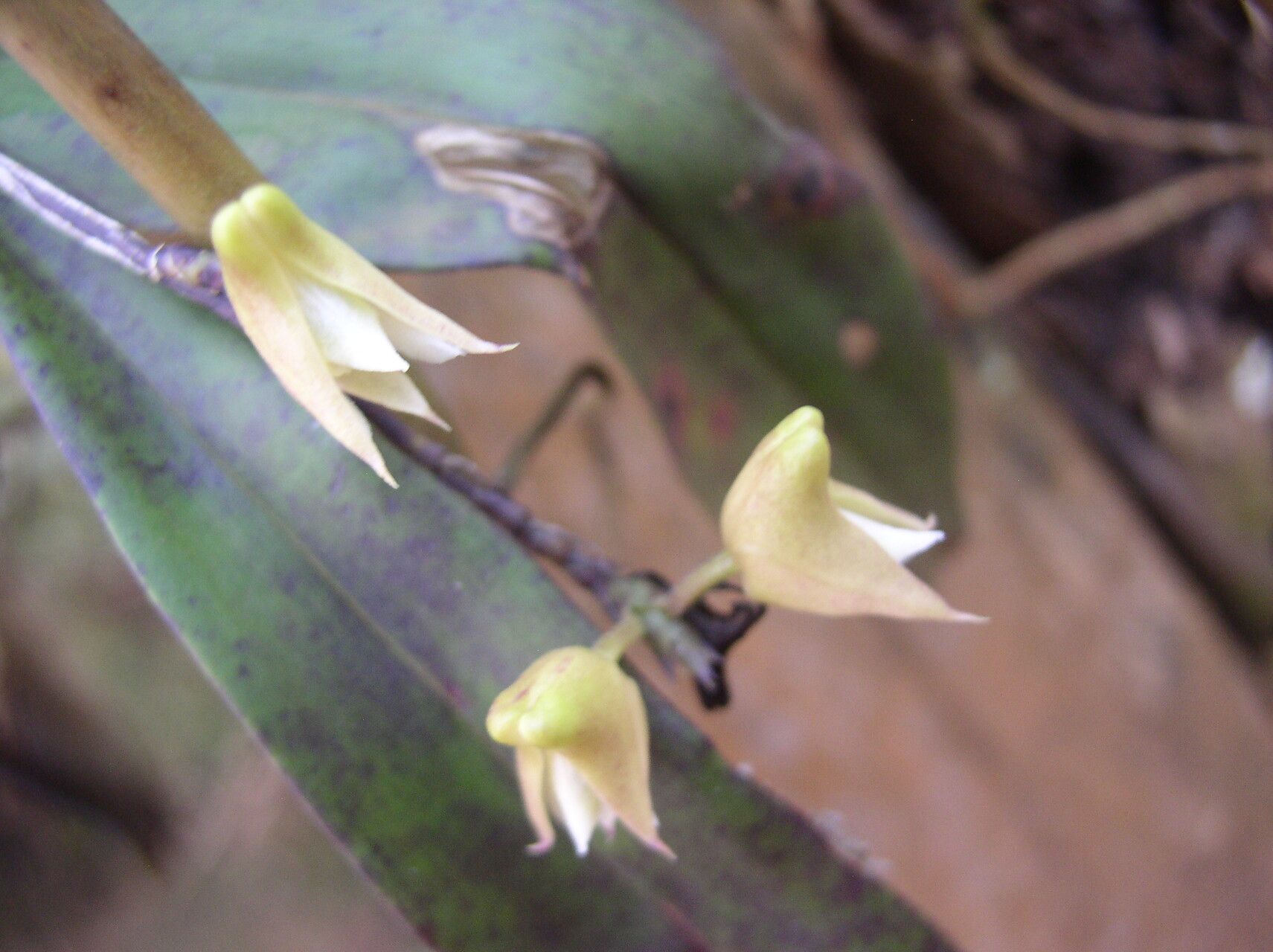 Polystachya cooperi — houseplant care guide