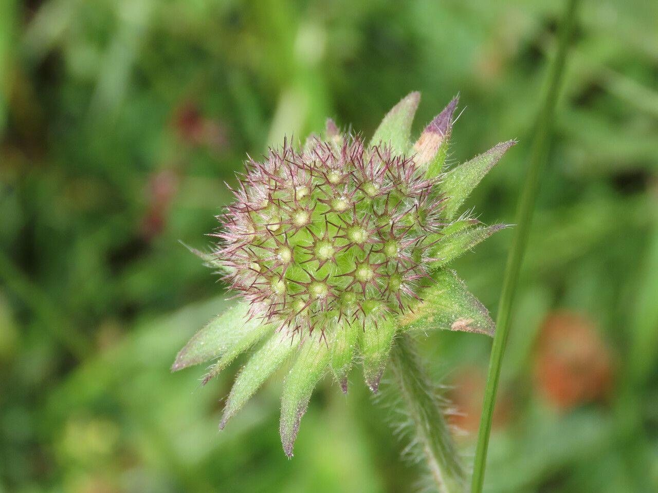Knautia maxima fruit