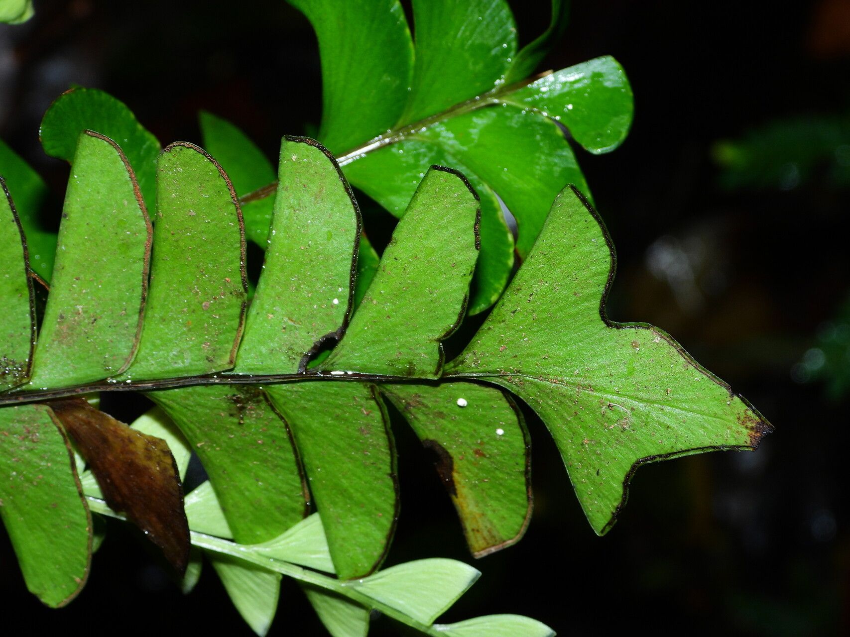 Lindsaea falcata leaf