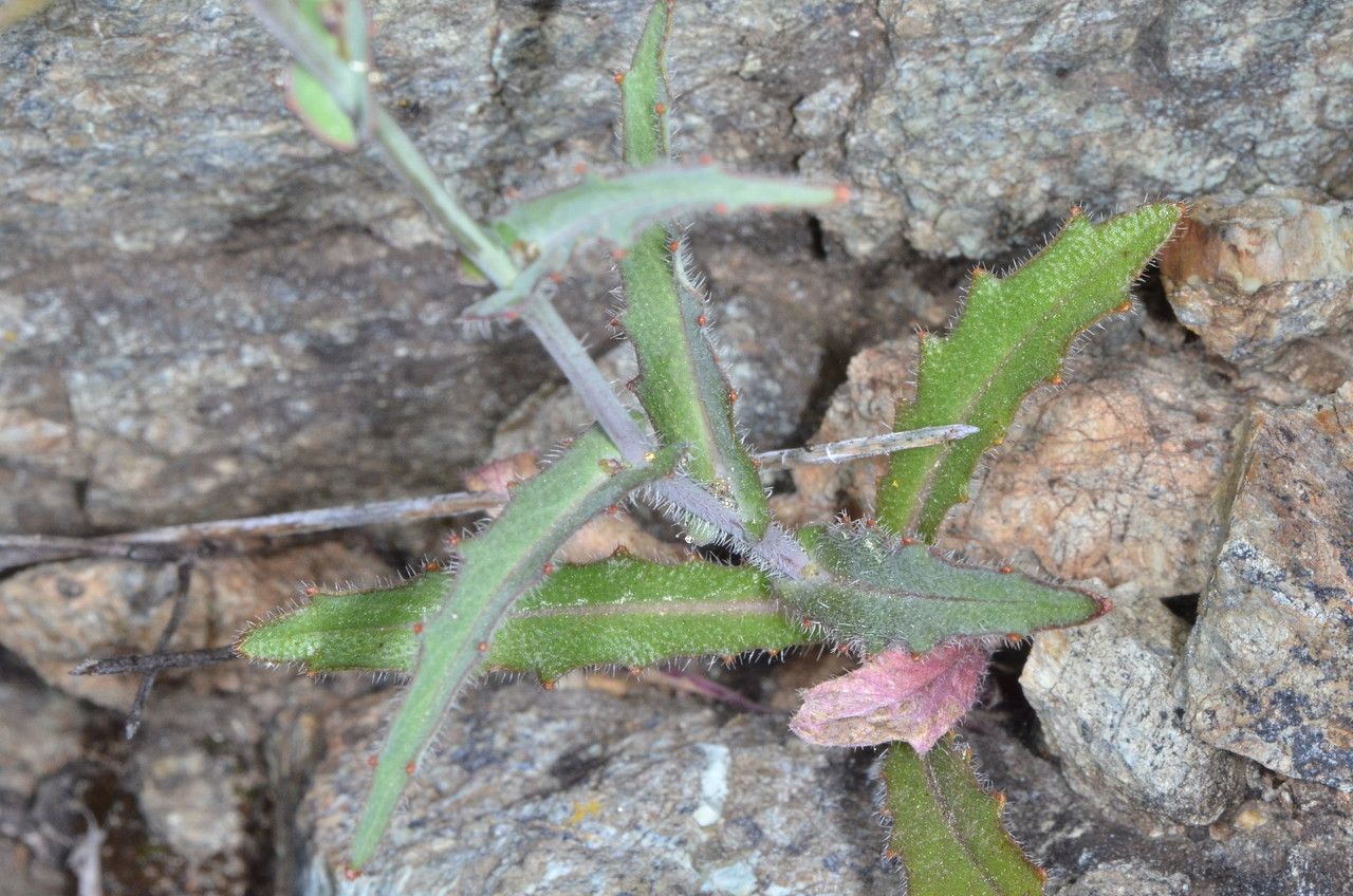 Streptanthus glandulosus leaf