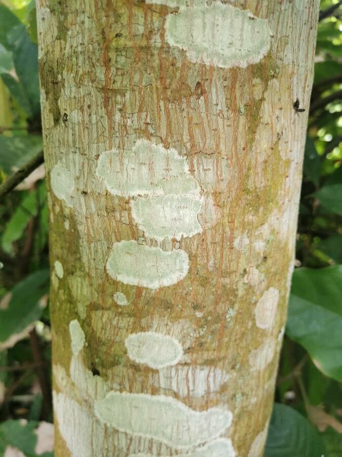 Artocarpus camansi bark