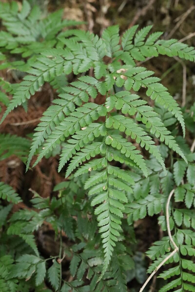 Arachniodes chinensis — related species from the same genus