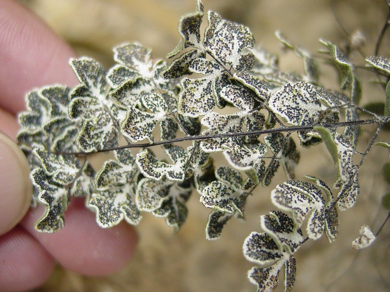 Hemionitis incana leaf