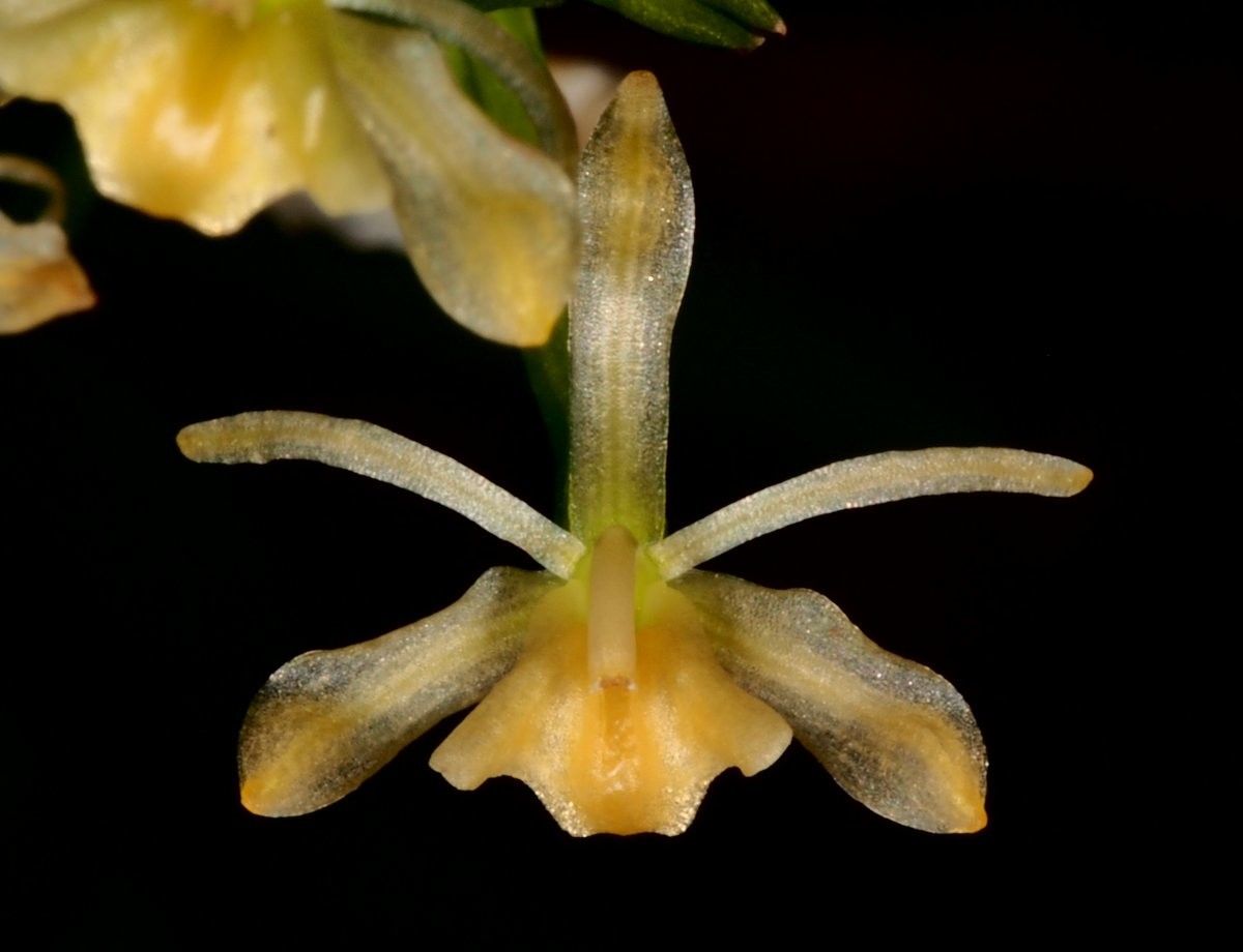 Liparis sula — houseplant care guide