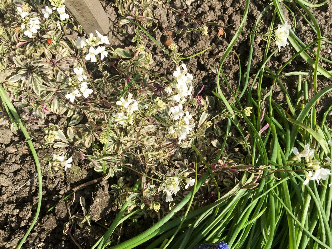 Arabis ferdinandi-coburgii flower