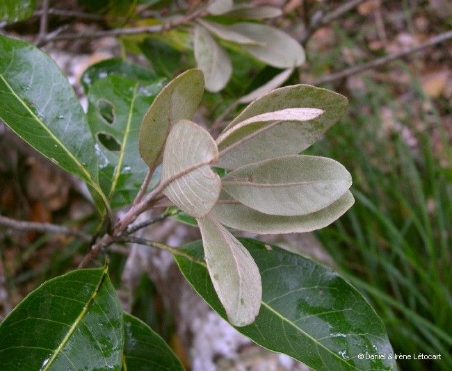 Pycnandra bourailensis habit