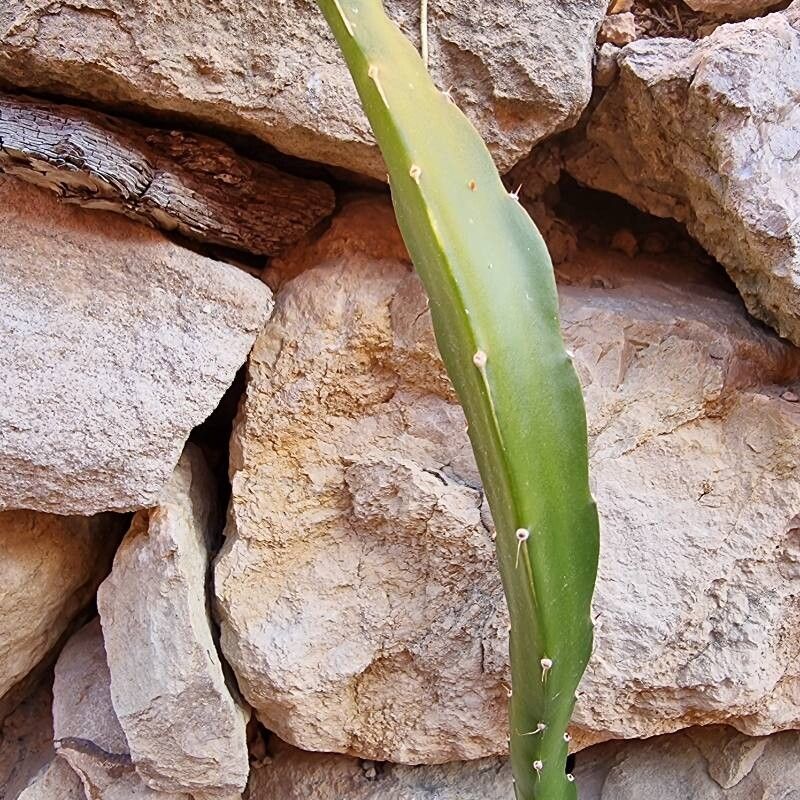 Selenicereus triangularis — search result for 'Cereus'