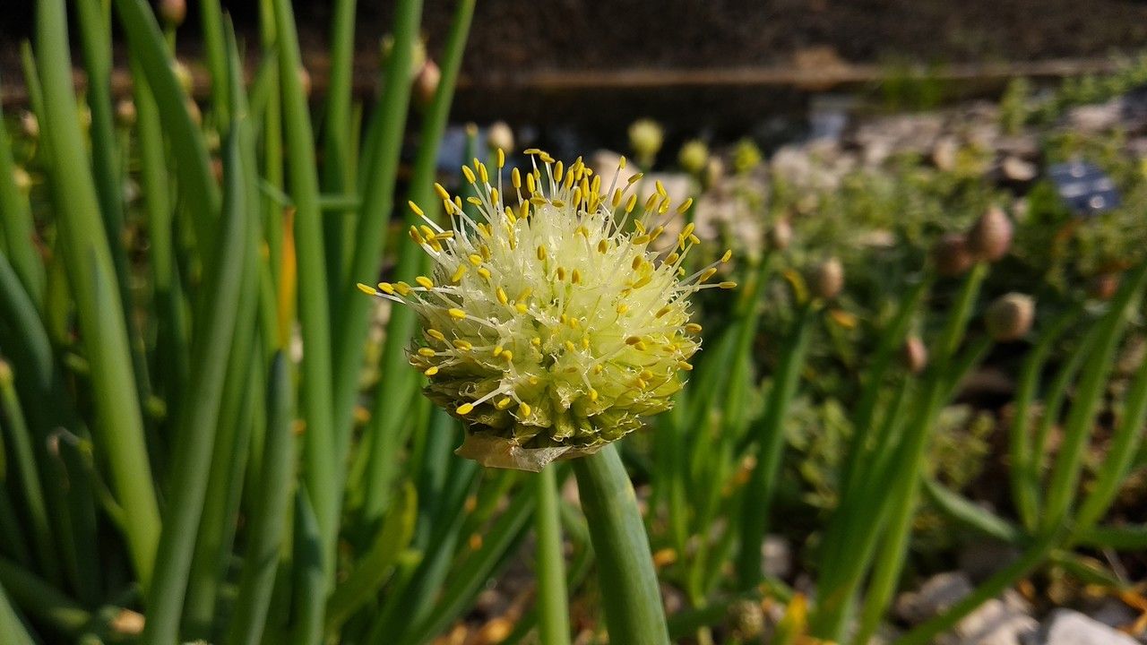 Allium oschaninii — search result for 'Allium'