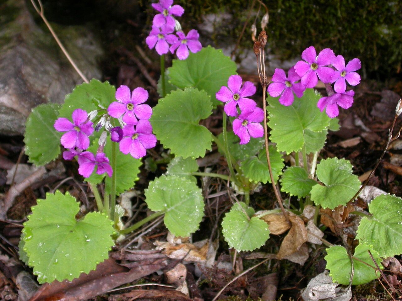 Primula rotundifolia habit