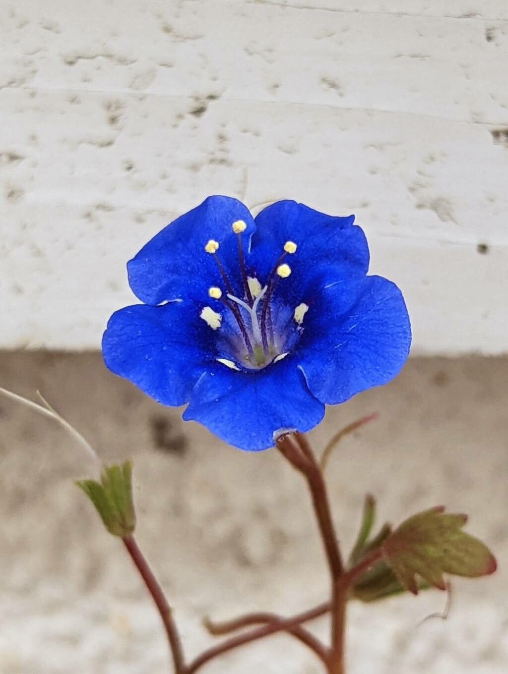 Phacelia campanularia flower