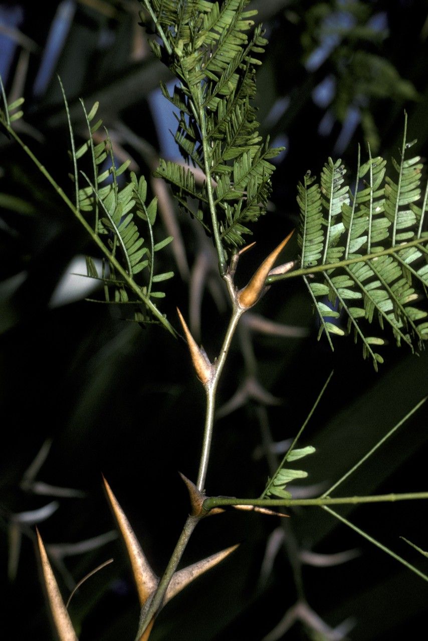 Acacia sphaerocephala — houseplant care guide