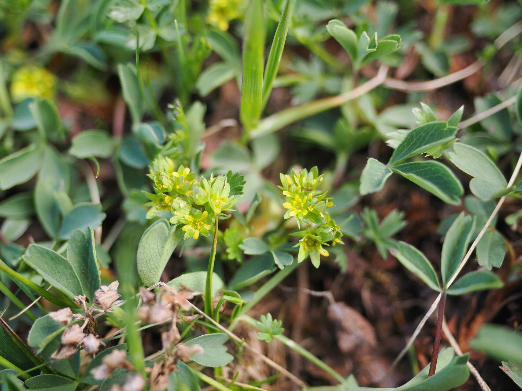 Sibbaldia parviflora — related species from the same genus