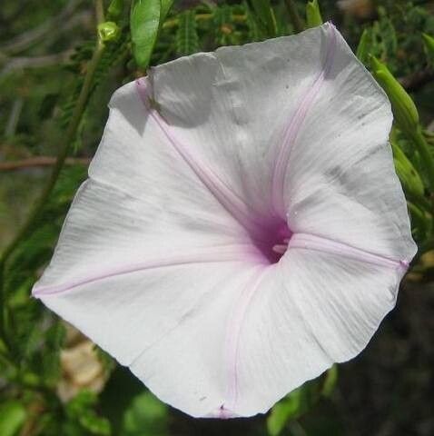 Ipomoea incarnata flower