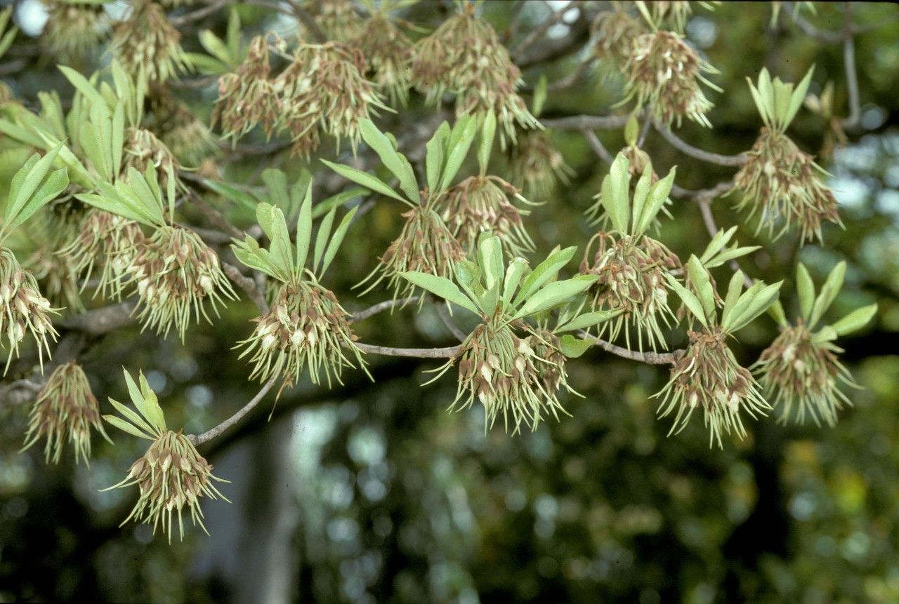 Madhuca cuneata — related species from the same genus
