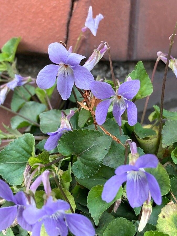 Viola grypoceras flower