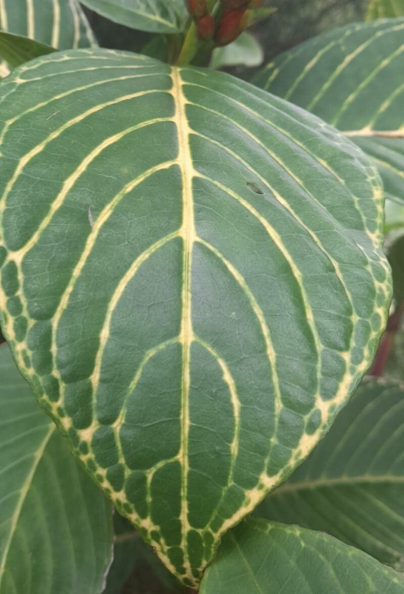 Sanchezia oblonga — difficult care houseplant