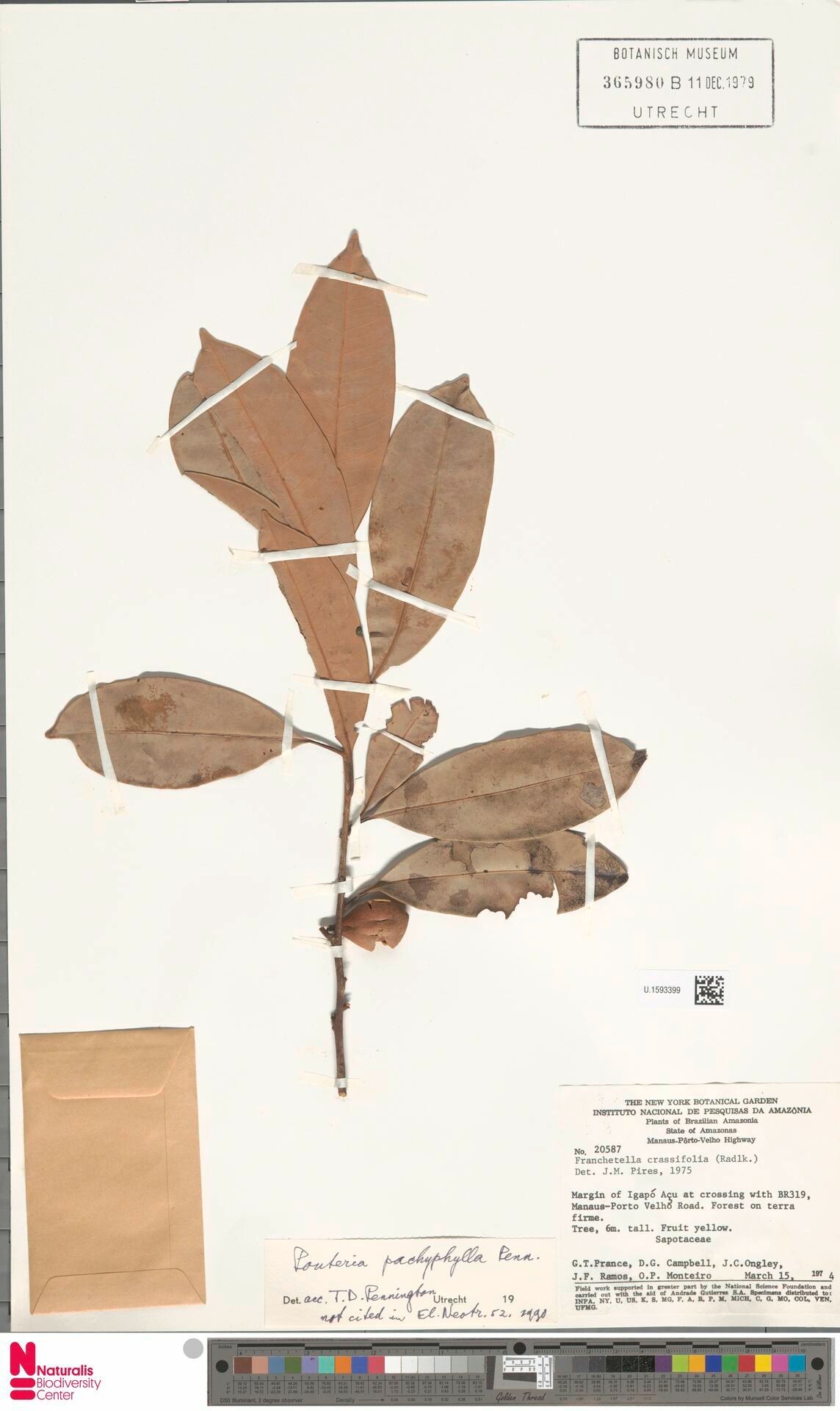 Pouteria pachyphylla — houseplant care guide