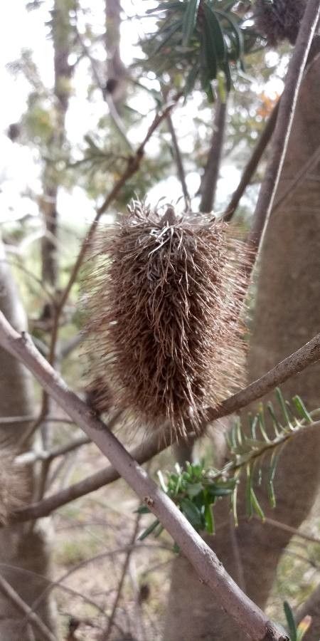 Banksia marginata fruit