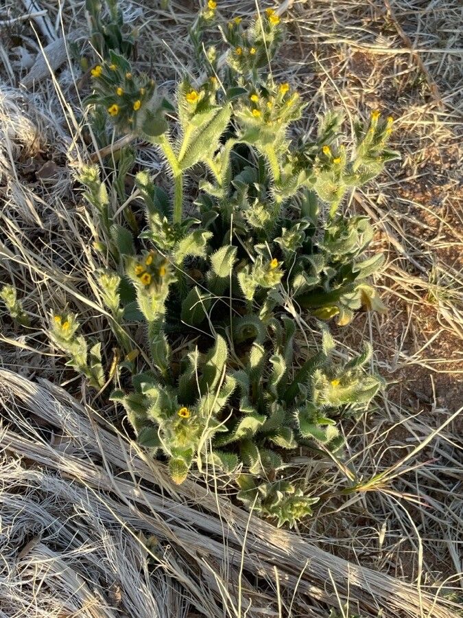 Amsinckia menziesii — related species from the same genus