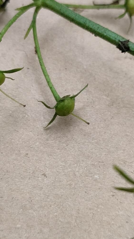 Myriophyllum aquaticum fruit