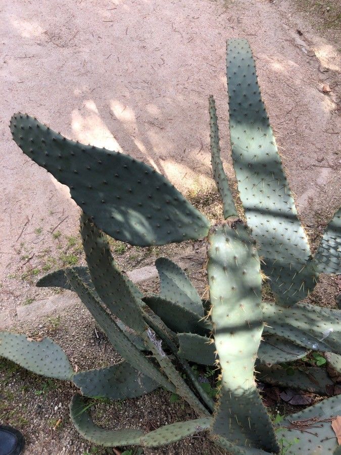 Opuntia engelmannii