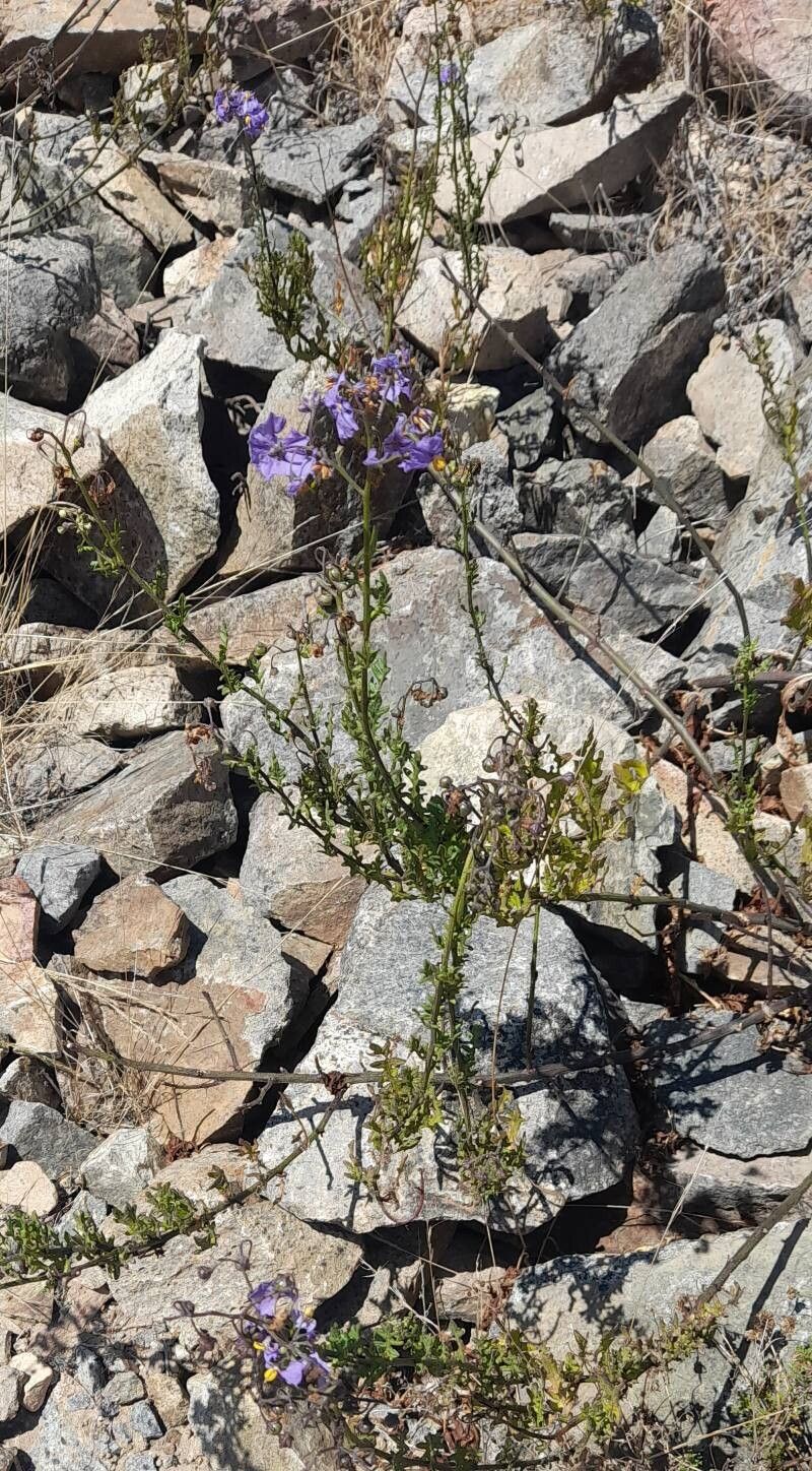 Solanum pinnatum habit