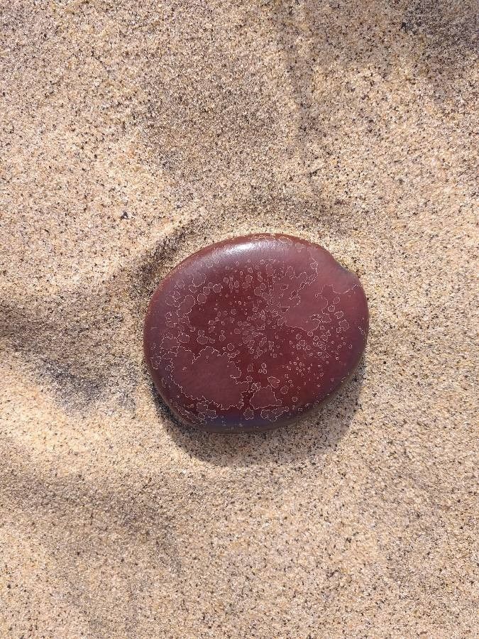 Entada rheedei — search result for 'Entada'