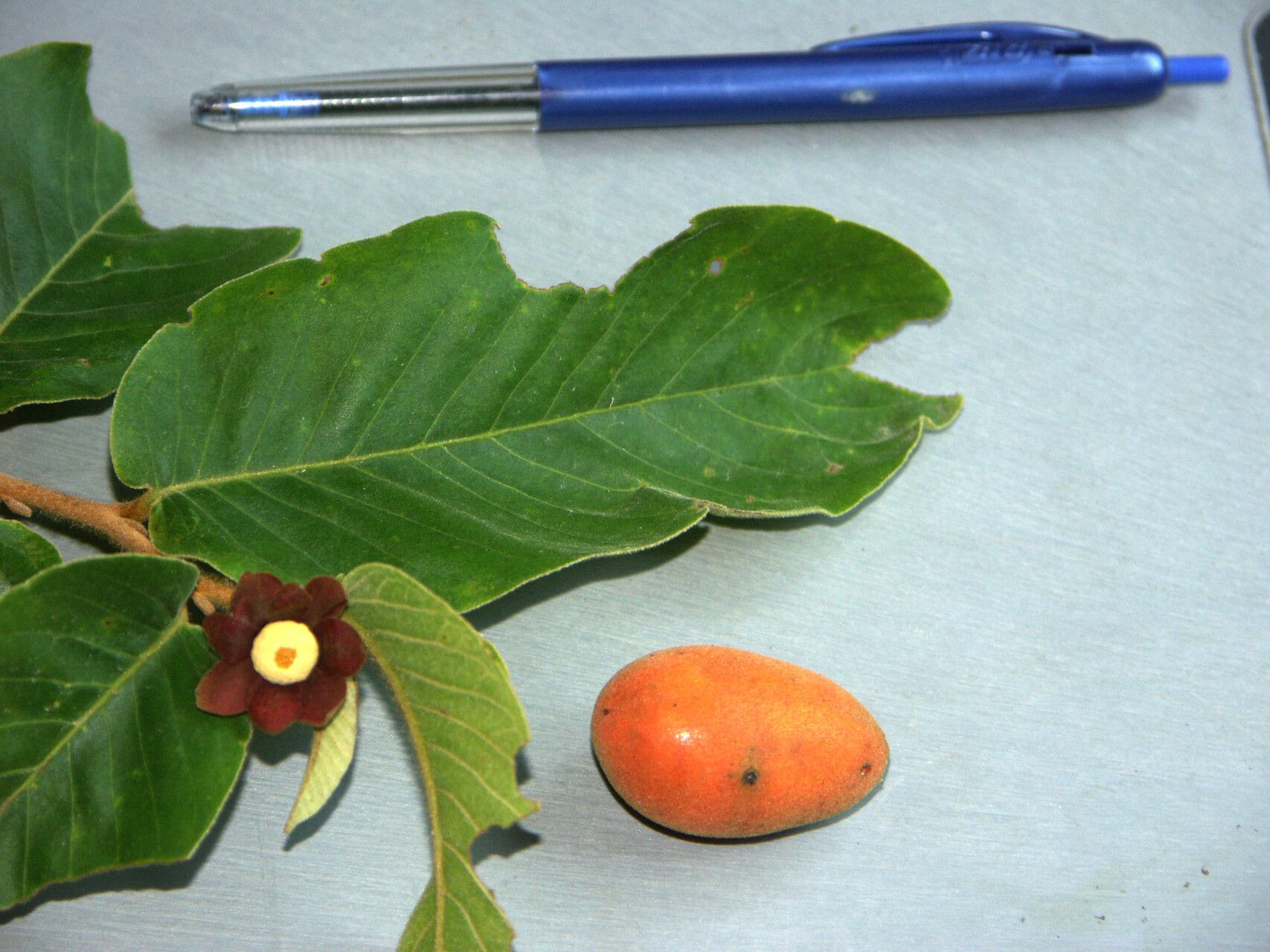 Uvaria rufa — houseplant care guide