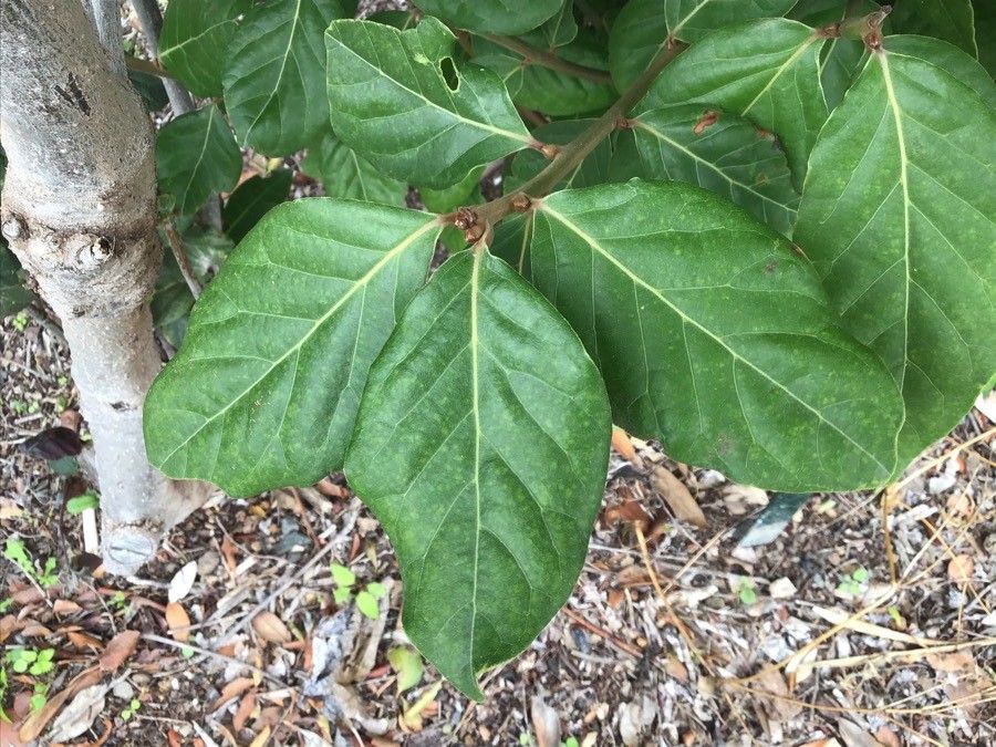 Viburnum rigidum — search result for 'Viburnum'