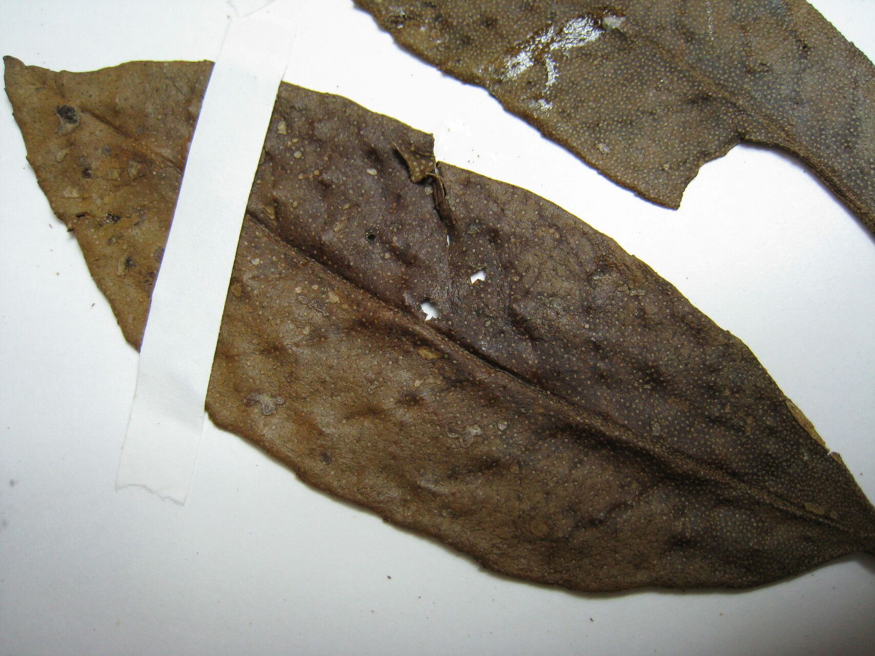 Croton cuneatus other