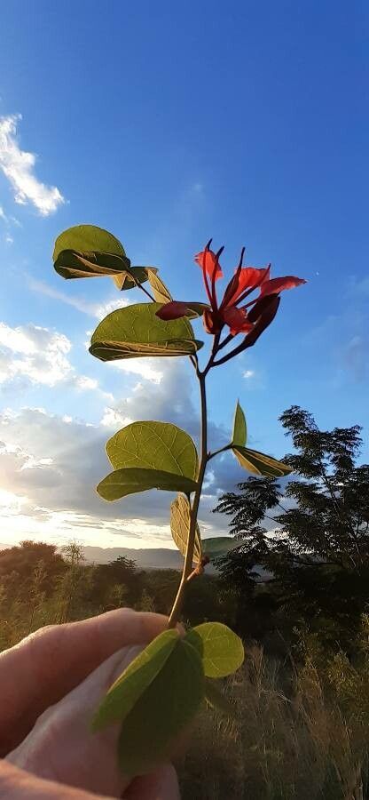 Bauhinia galpinii flower