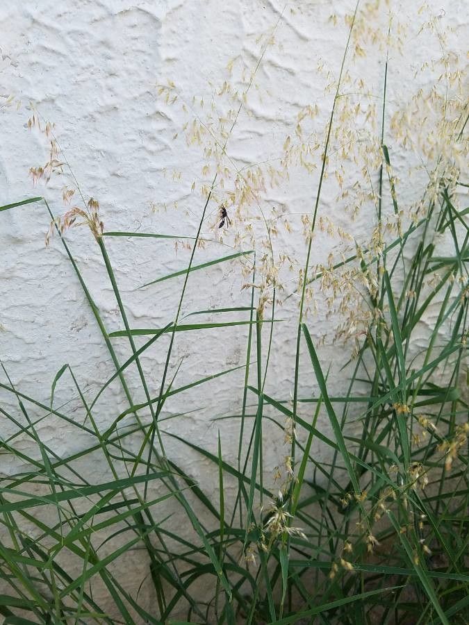 Eragrostis mexicana leaf