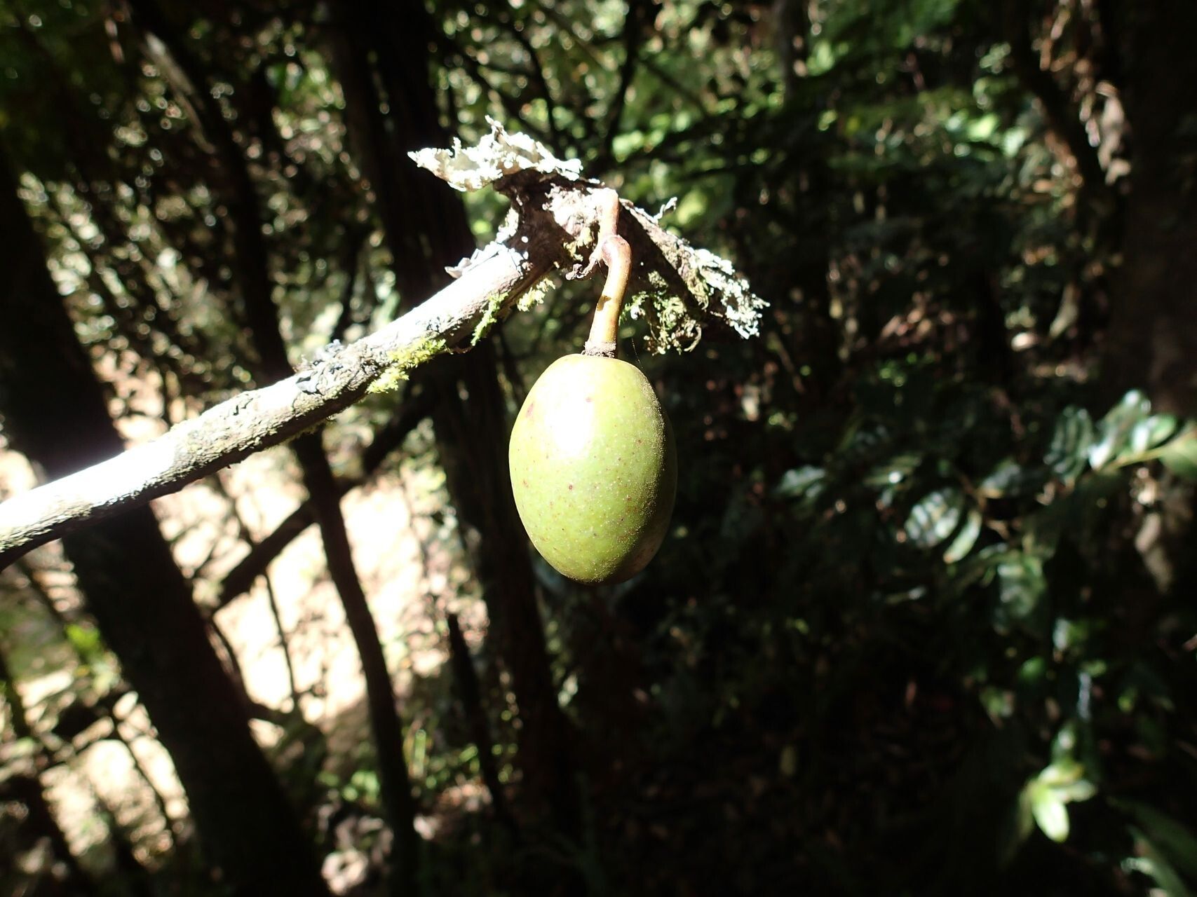 Elaeocarpus brachypodus fruit