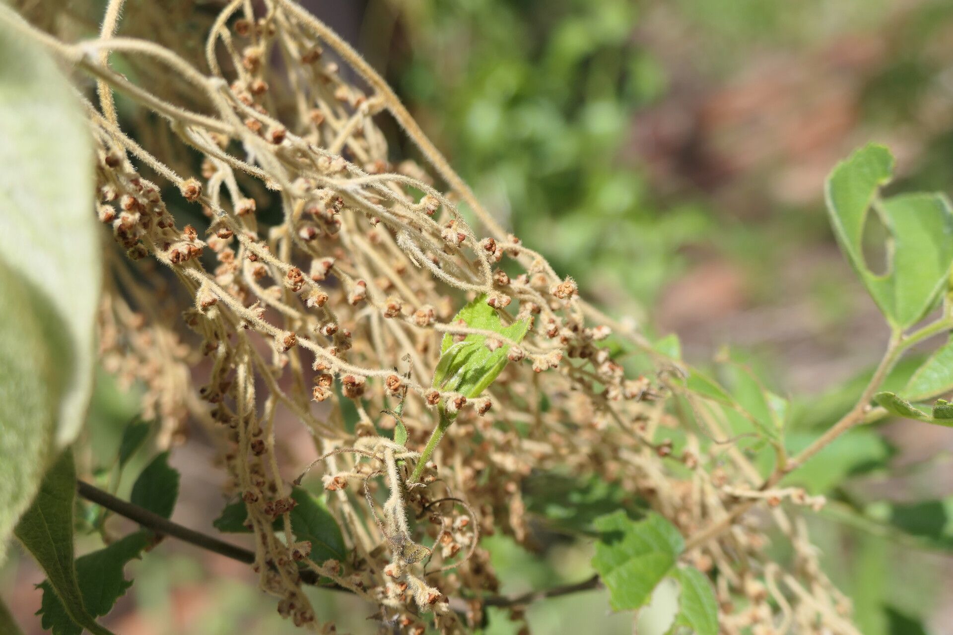 Dioscorea dregeana flower