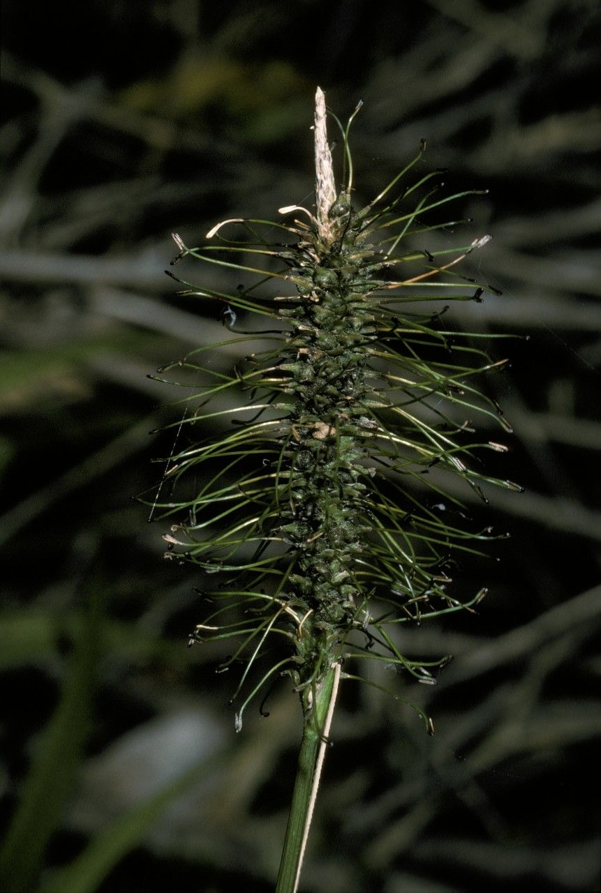 Uncinia erinacea — related species from the same genus