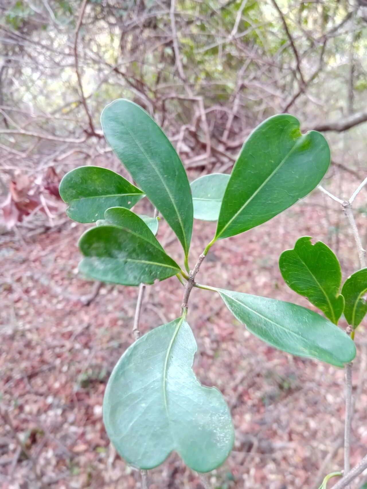Mimusops capuronii leaf