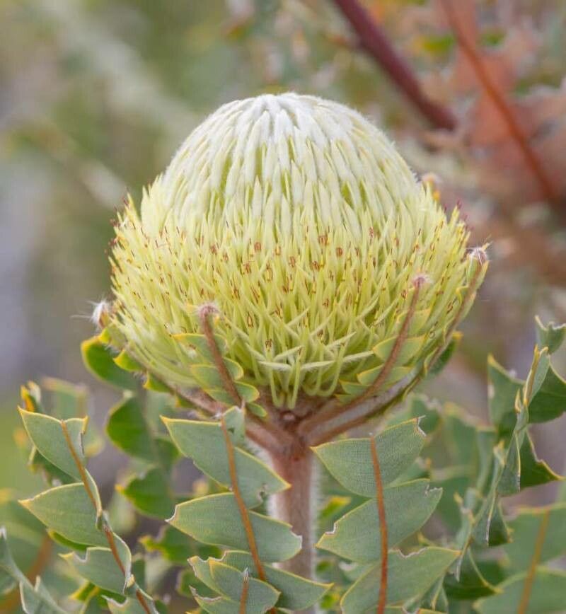 Banksia speciosa flower