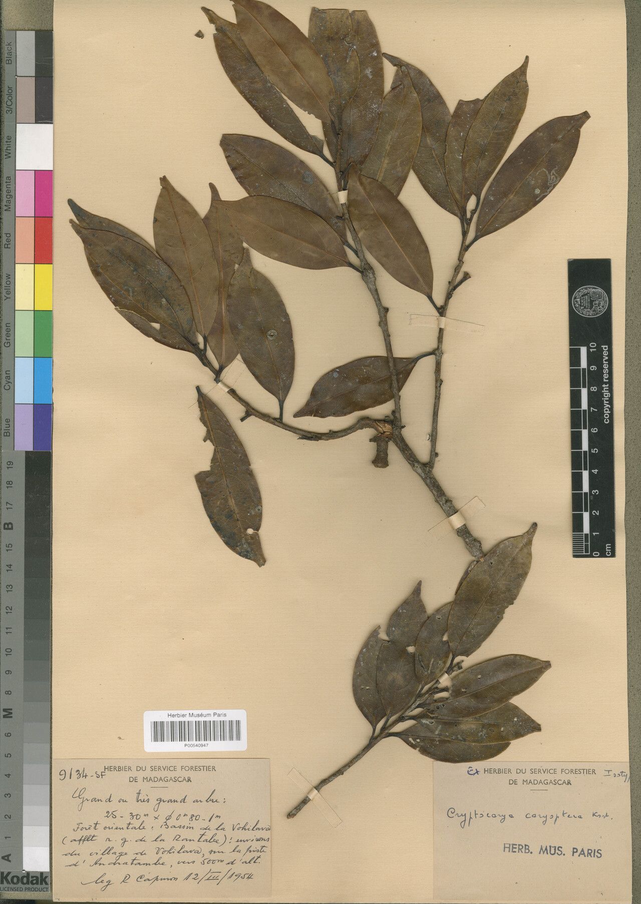 Cryptocarya caryoptera — houseplant care guide