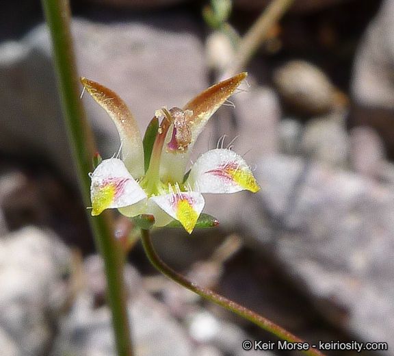 Nemacladus tenuis — related species from the same genus