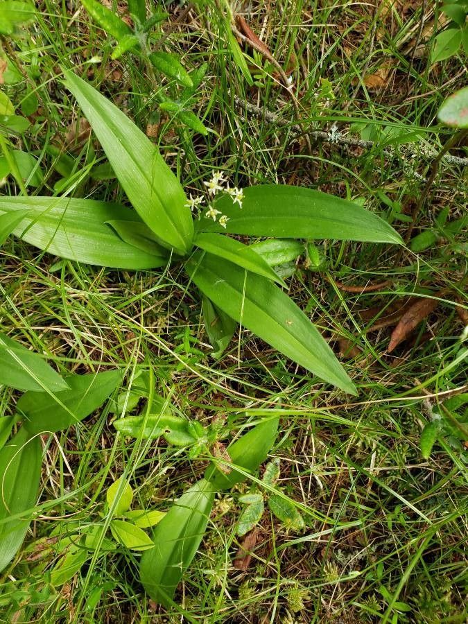 Maianthemum trifolium leaf