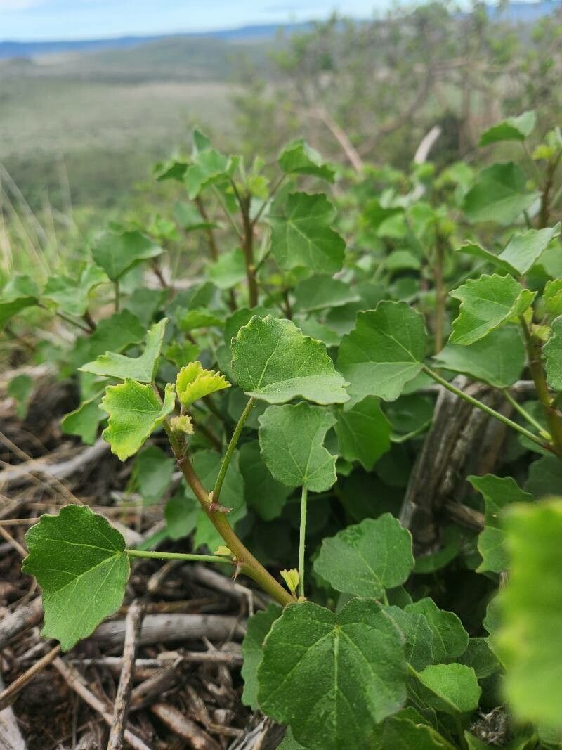Hibiscus sparseaculeatus — houseplant care guide