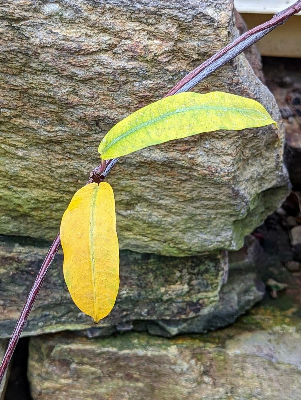 Fockea angustifolia leaf