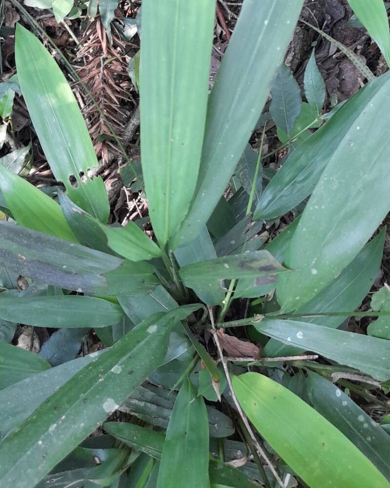 Pharus lappulaceus leaf