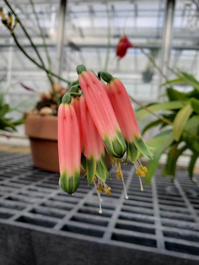 Phaedranassa dubia — related species from the same genus