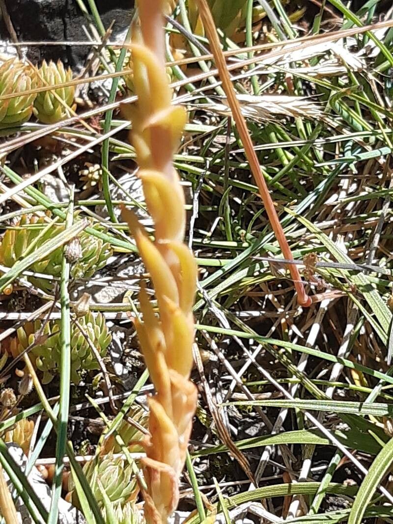 Petrosedum montanum bark