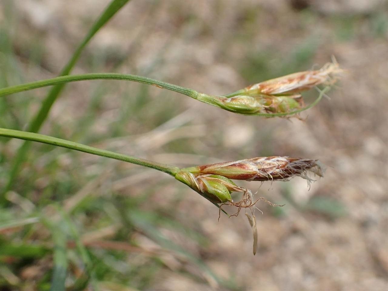 Carex halleriana fruit