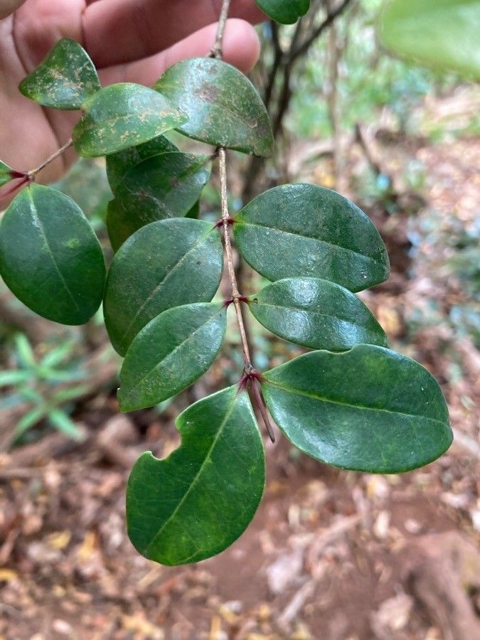 Memecylon confusum — search result for 'Memecylon'