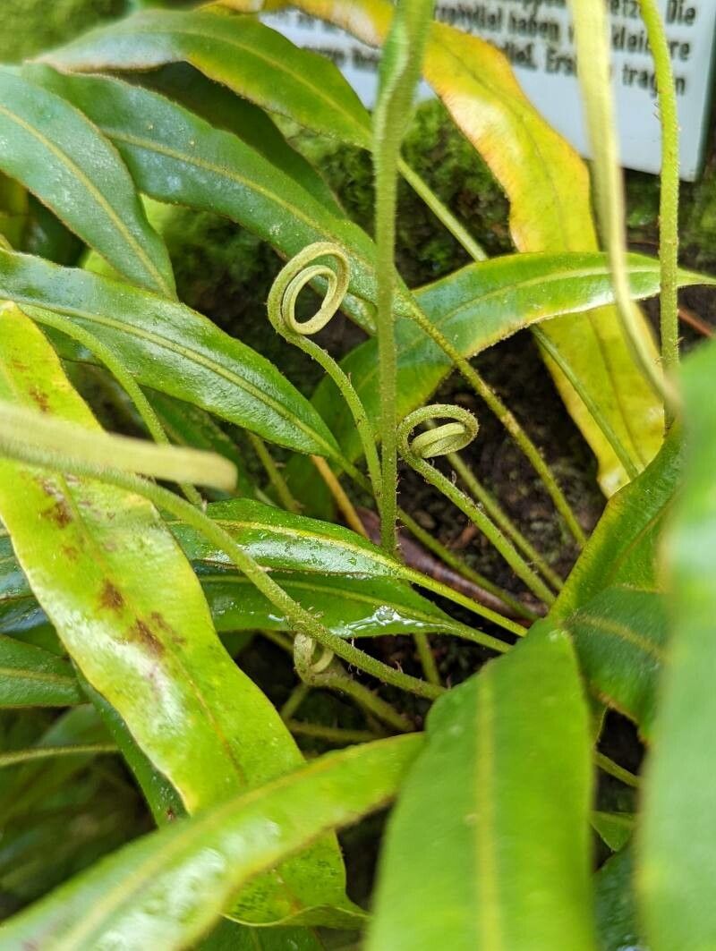 Elaphoglossum plumosum leaf