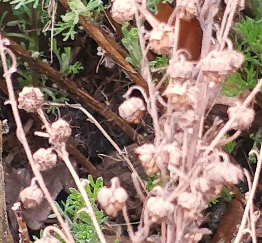 Artemisia alba fruit