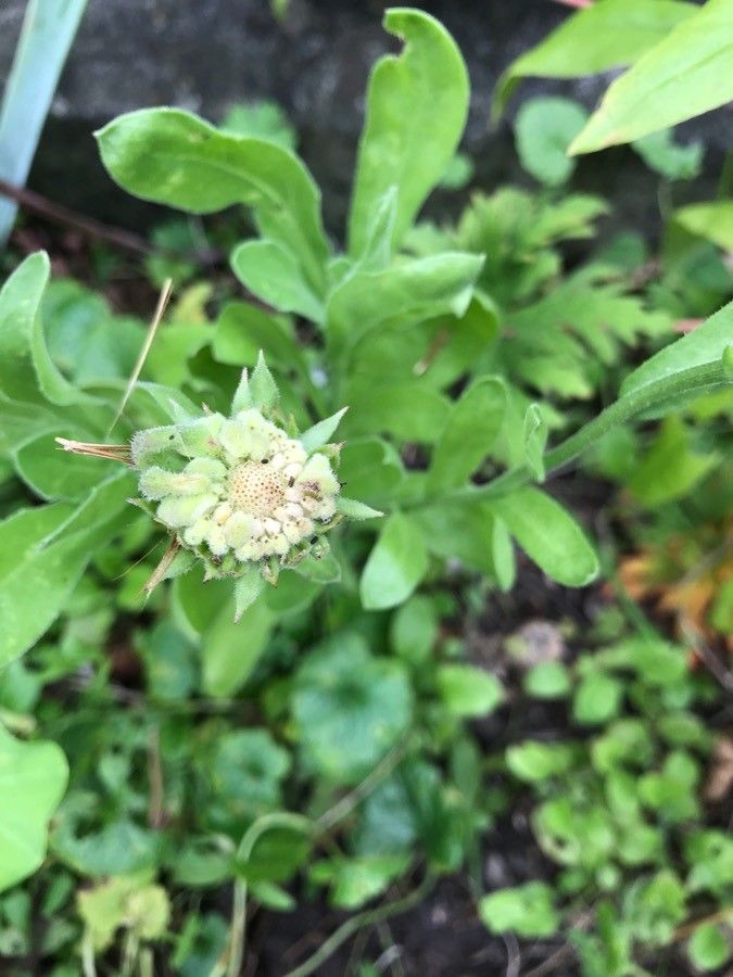 Tolpis barbata fruit